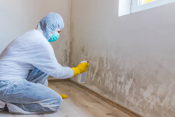 Licensed Crawl Space Mold Removal service in Westfield, MA - WQB Mold Removal